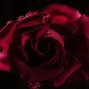 cry.alice.kd - Dead Rose