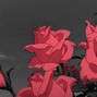 JayRawri - Rose Pedals