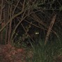 JmilliHTX - There's Something Between the Trees