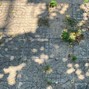 mulade - summer sun