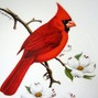 FILO! - CARDINAL