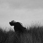 crocobeats808 - the wounds of love