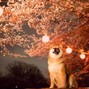 Bobby Ryu - Hanami Haiku