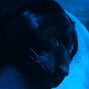 panth3rrrrrr - Pz' Bpm 130