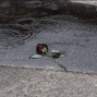 yyissweetboy - Broken Heart