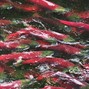 Totono111 - SALMON