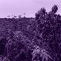 WLLM - bay