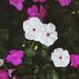 xxeno - Oishii