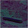 foreverplusone - centipede