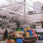 Xionn - blossom