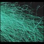Paraphax - Relapse