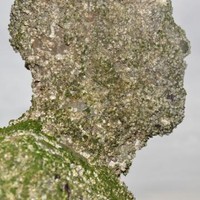 warthyme