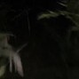 astralorchid - LATE NIGHT CREEPIN