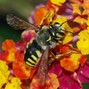 Gabe Gill - pollinators (prod. ricky sour)