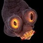 TRIPLESIXDELETE - WORM
