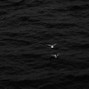 past panica - Black water (1+1=3)