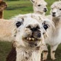 Bardouja - LLAMAS
