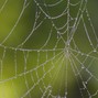Bardouja - COBWEBS