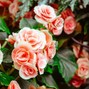 Atticuhz - Rose
