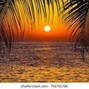 Tune Tribe - Sunsets