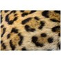 БOРИС - JAGUAR