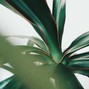 Forest - no parachute