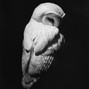 P.exe - $NOT Type Beat - 'For the Birds' prod p.exe 