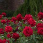 ENL - Rose Garden BPM 86