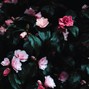 Allan Cleef - Crushed Heart