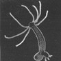 vnorthodoxx - Hydra