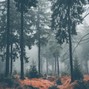 CASCADE - forest secrets