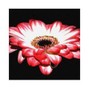 Hari - Gerbera