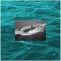 Animosity - SONAR