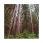 HEMP - TreeTops 