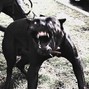 Caesar - Metal
