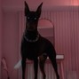 Caesar - Snag