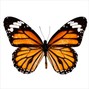 orangeBlack - Monarch