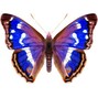 orangeBlack - Purple Emperor