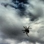 Scott Freebass - Flying Spiders