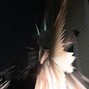 DcaFF - rage lol
