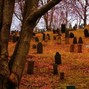 Knotty Professor - GRAVE
