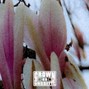 CROWN CASSETTE - B1