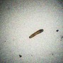 [MILESDEAN] - [SSS1E2] [DROPPED_BLUNT]