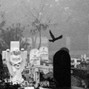 goobwashere - freedom