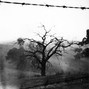 goobwashere - dead tree