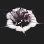 NIKAN - Datura