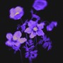 StupidxDope - po3tic_justic3_154bpm_c#min_@stupidxdope_@prodplyo