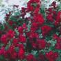 shædowrælm - bloodblossom