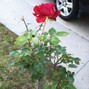 JeromeStrikeBeats - ROSES