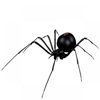 spider297